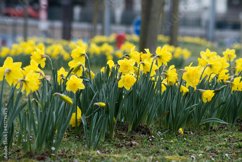 Fototapeta Naklejka Na Ścianę i Meble -  Closeup of yellow daffodils in a public garden