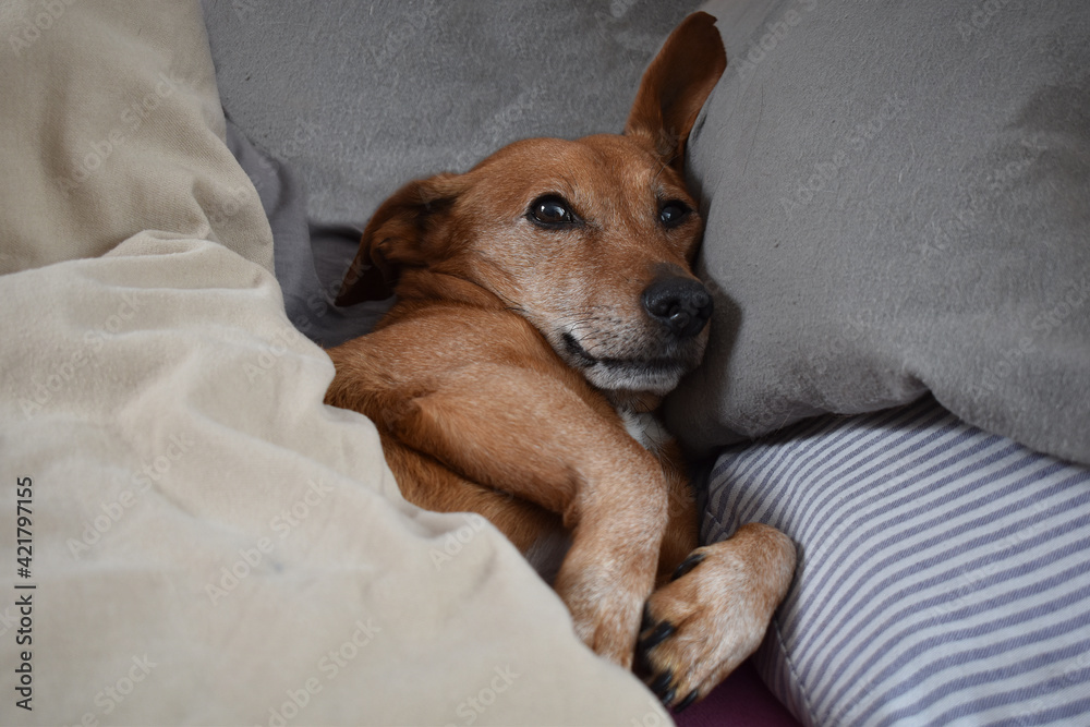 Dackel Mischling liegt im Bett mit beiger und grauer Bettwäsche, Ohr  ausgestreckt und schaut vorwurfsvoll Stock Photo | Adobe Stock