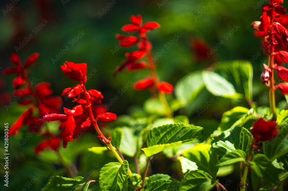 Scarlet sage, Salvia splendens, Vista Red, tropical sage, bright red flowers and green sage leaves in early spring, close-up Scarlet sage, Salvia splendens, Vista Red, tropical sage, bright red flowers and green sage leaves in early spring, close-up