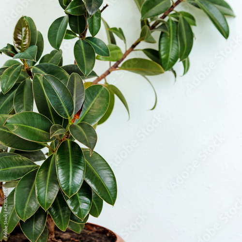 Dark green leaves potted plant ficus species  the tropical rainforest tree on square light background.