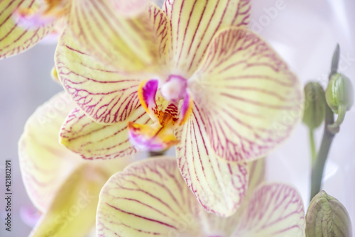 Closeup of Beautiful Flower Blossoming Orchids Phalaenopsis Baldans Kaleidoscope