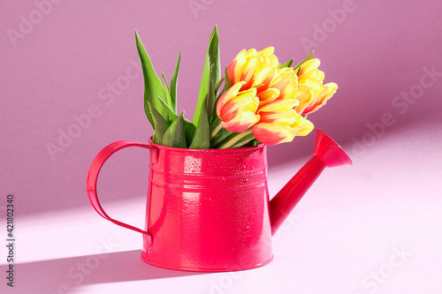 A bouquet of tulips as a gift for March 8, Mother's Day, Valentine's Day. Easter decor. Flowers tulips on a purple background.