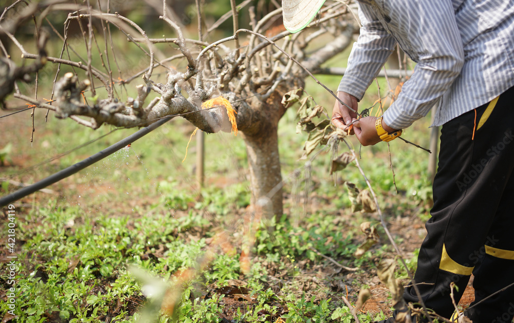 Obraz premium mulberry plant tree growing in farm