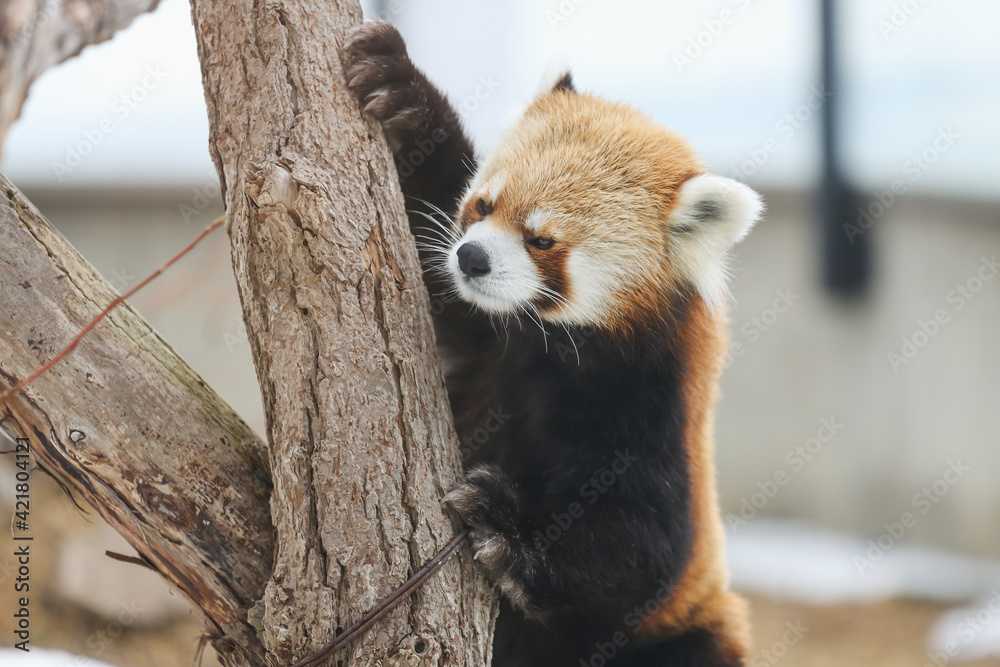 Fototapeta premium レッサーパンダ