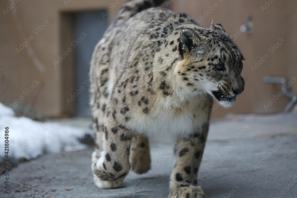 Obraz premium ユキヒョウ