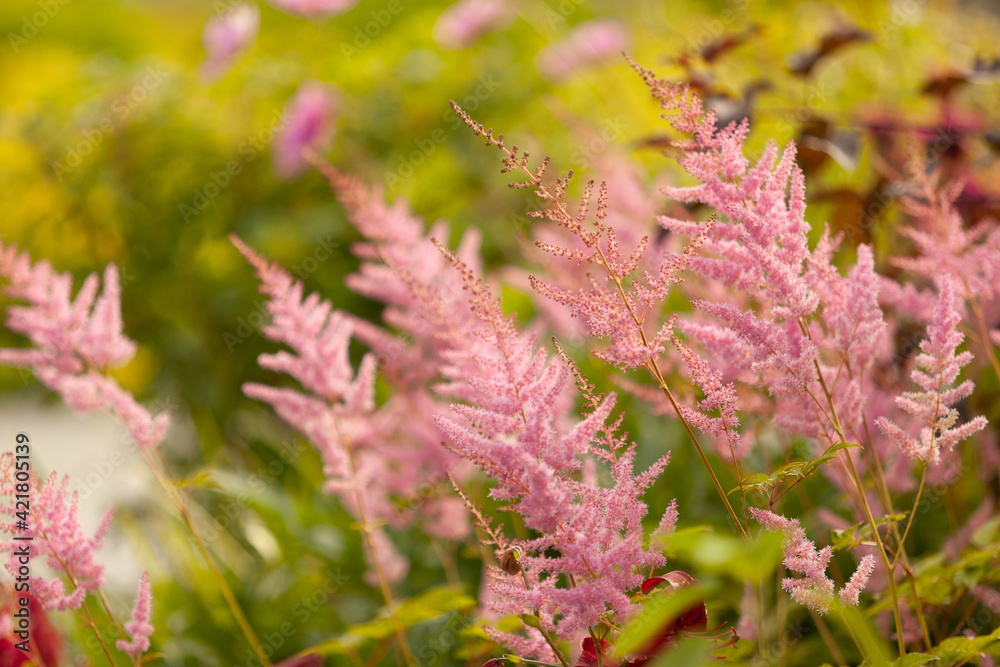Pink plant in a meadow with green grass Pink plant in a meadow with green grass