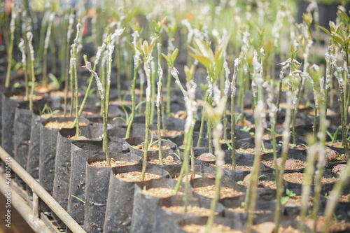 grafted avocado plant tree grafting in nursery house. avocados propagation