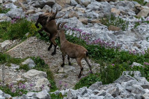 male alpine ibex on mount pilatus in switzerland fighting against each other and beating head together