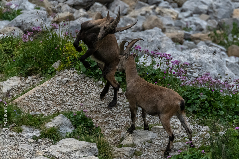 male alpine ibex on mount pilatus in switzerland fighting against each other and beating head together