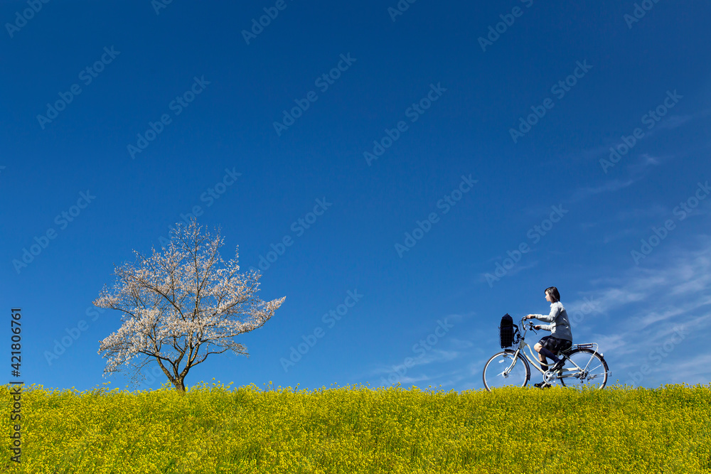Obraz premium 菜の花と桜の咲く土手を自転車に乗る女子高校生。春,入学,卒業,進学,通学イメージ