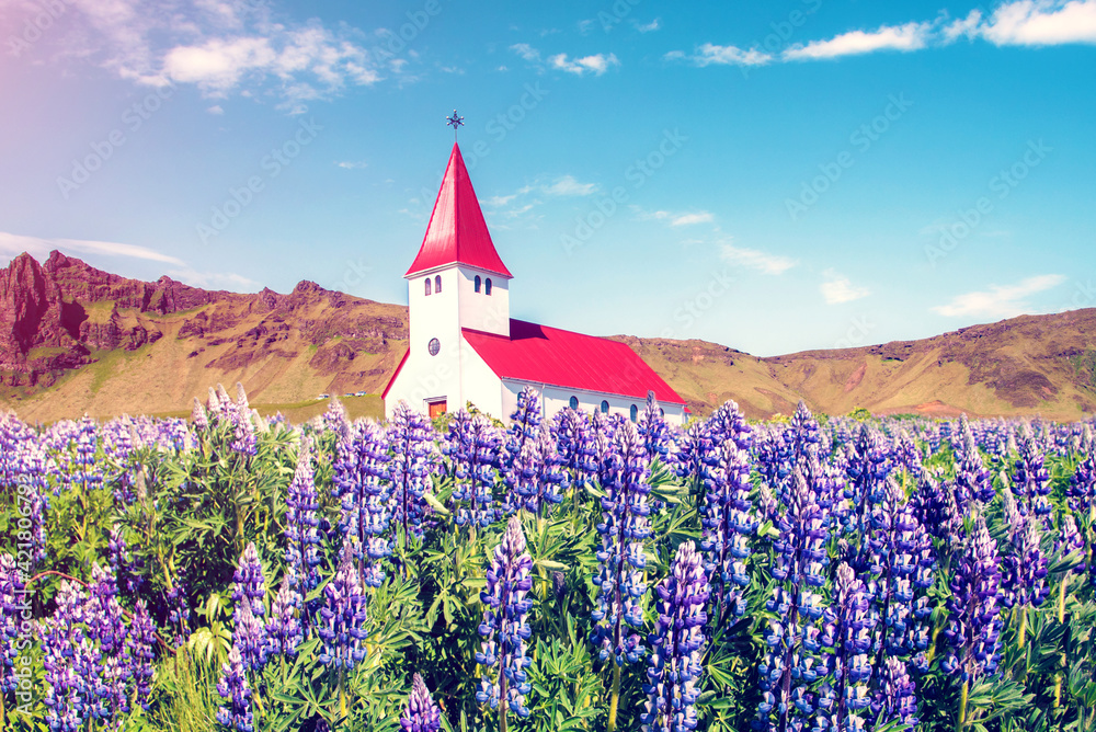 The famous Vik church (Vikurkirkja) and flowers of lupine in Iceland. place of pilgrimage. Impressive landscape. Exotic countries. Amazing places.