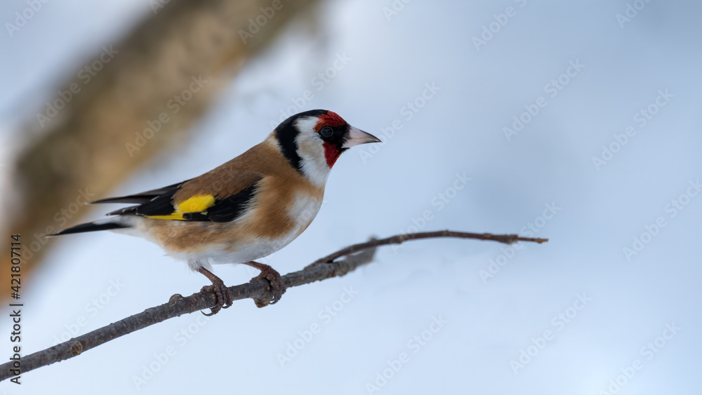 bird, winter, natur, schnee, wild lebende tiere, tier, ast, wild, kohlmeise, baum, bird, winter, natur, schnee, wild lebende tiere, tier, ast, wild, kohlmeise, baum,