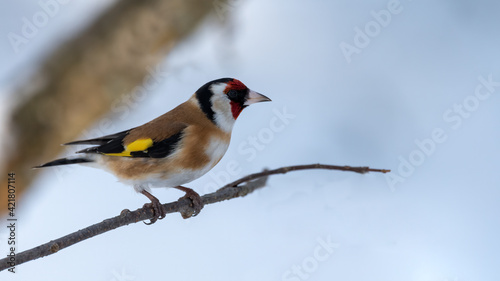 bird, winter, natur, schnee, wild lebende tiere, tier, ast, wild, kohlmeise, baum, © Oliver