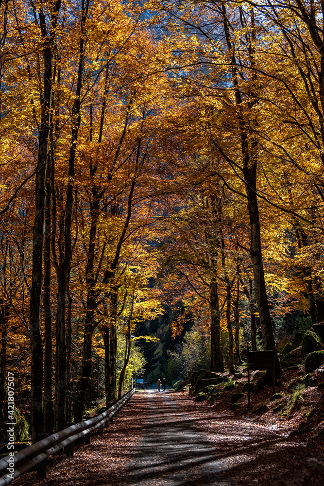 Fototapeta premium autumn in the forest, bagni di masino