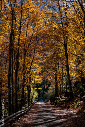 autumn in the forest, bagni di masino