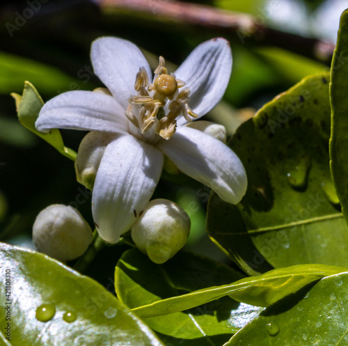 grapefruit blossom in arizona