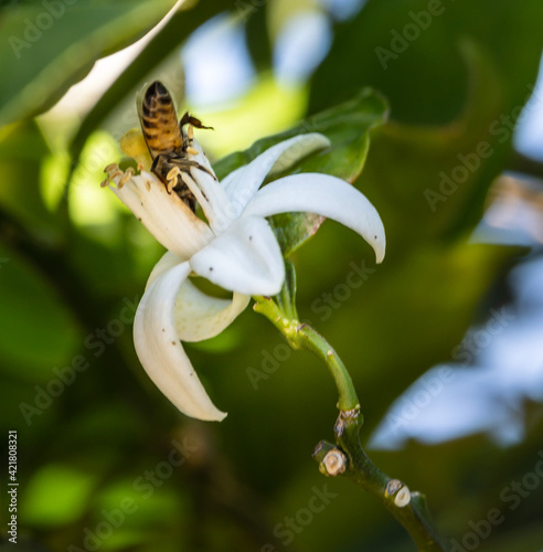 bee inside grapefruit blossom in arizona