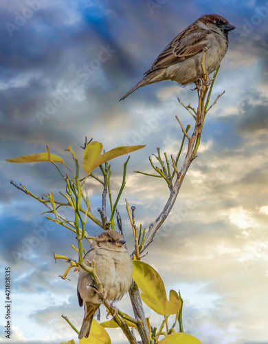 birds resting on a tangelo tree in arizona