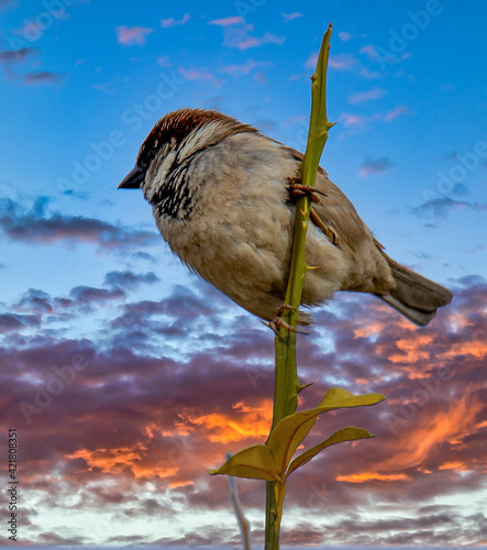 cactus wren on tangelo tree in arizona