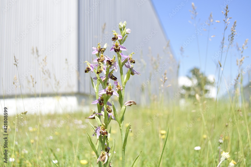 Fototapeta premium Wild Orchid plant in the grass
