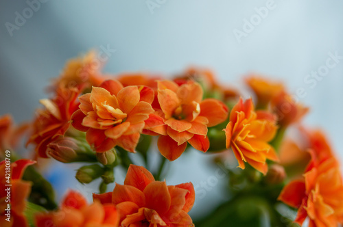 orange flowers in the garden