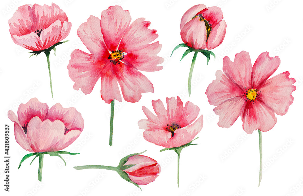 Watercolor pink flowers Illustrations