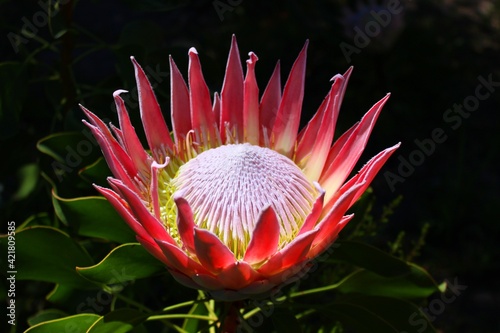 Protea, national flower of South Africa