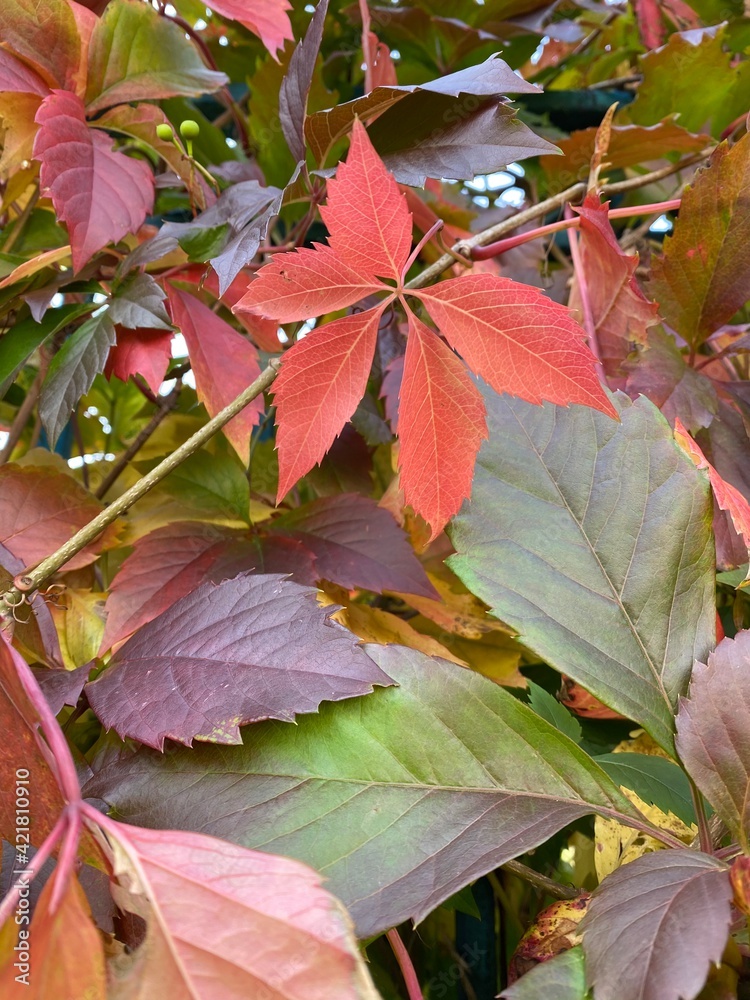 red maple leaves red maple leaves