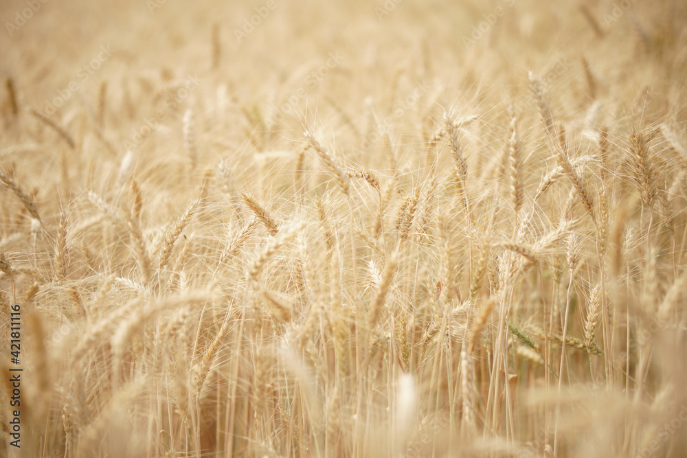 wheat barley rice growing in paddy field in farmland wheat barley rice growing in paddy field in farmland