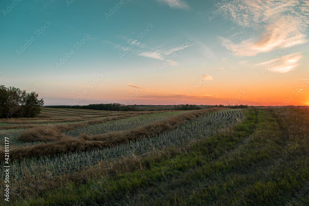 landscape canola field swathed in Saskatchewan, Canada