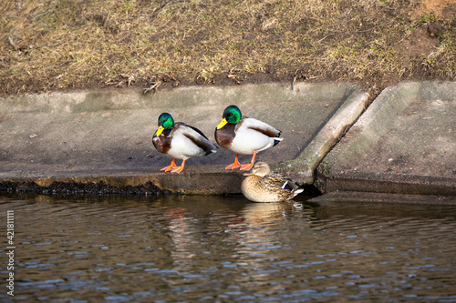 Waterfowl are resting on the shore. Two drakes and a duck sit on concrete slabs covering the bank of the city river