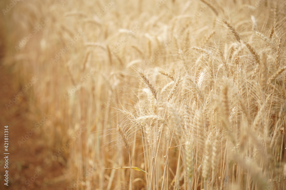 Fototapeta premium wheat barley rice growing in paddy field in farmland