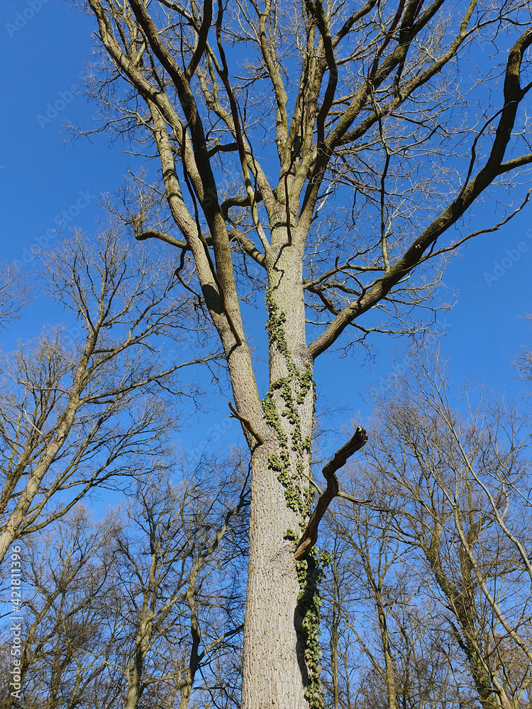 Baum ohne Blätter vor blauem Himmel Baum ohne Blätter vor blauem Himmel