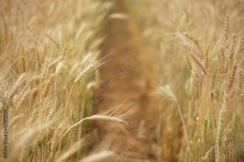 wheat barley rice growing in paddy field in farmland