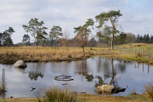 lake on heathland in Drenthe near Allardsoog in winter