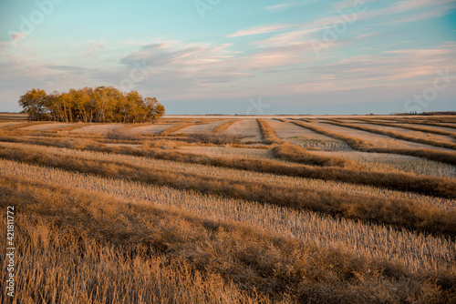 Photos landscape canola field swathed in Saskatchewan, Canada