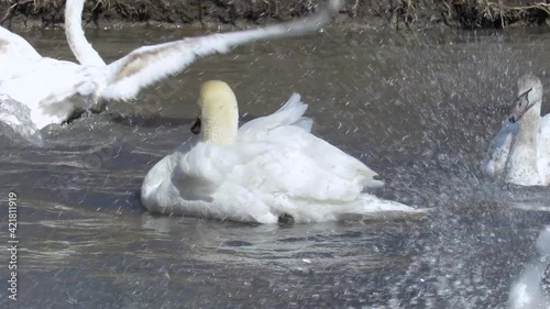 The swan behaves furiously, shows its wings and pecks cruelly photo