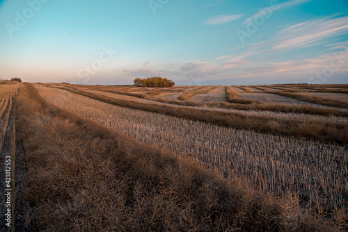 landscape canola field swathed in Saskatchewan, Canada