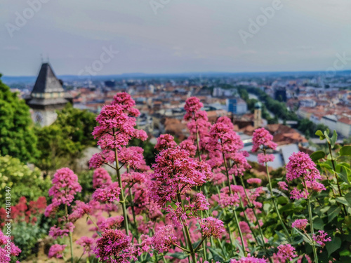 flowers in the city