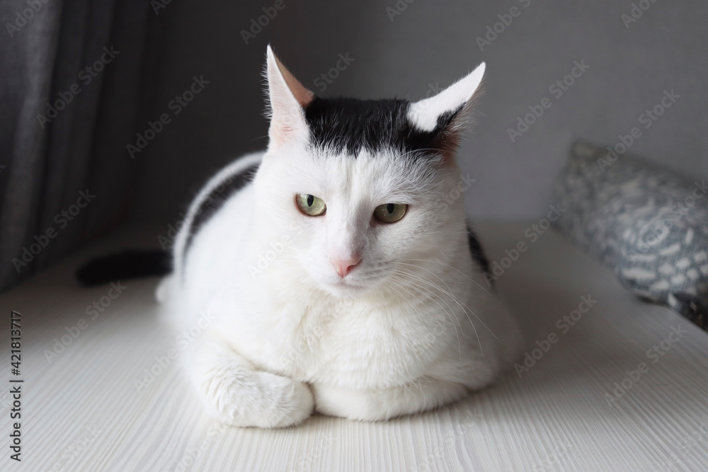 A white cat with a funny coloring in the form of "bangs" lies on a white  table with folded paws. A spoiled pet is resting. Green eyes. Scandinavian  room design Stock Photo