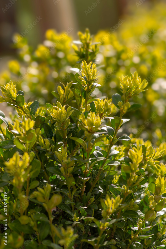 Fresh leaf sprouts myrtle in sunbeams in the garden Fresh leaf sprouts myrtle in sunbeams in the garden