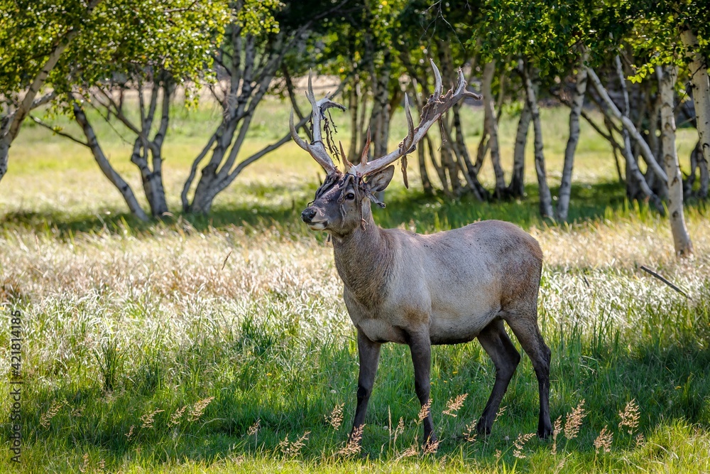 Beautiful proud deer with antlers in the park Beautiful proud deer with antlers in the park