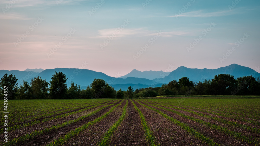 Evening in the countryside of Friuli Evening in the countryside of Friuli