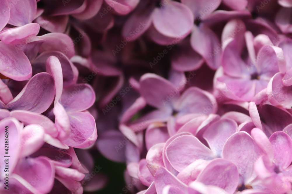 lilac lilac