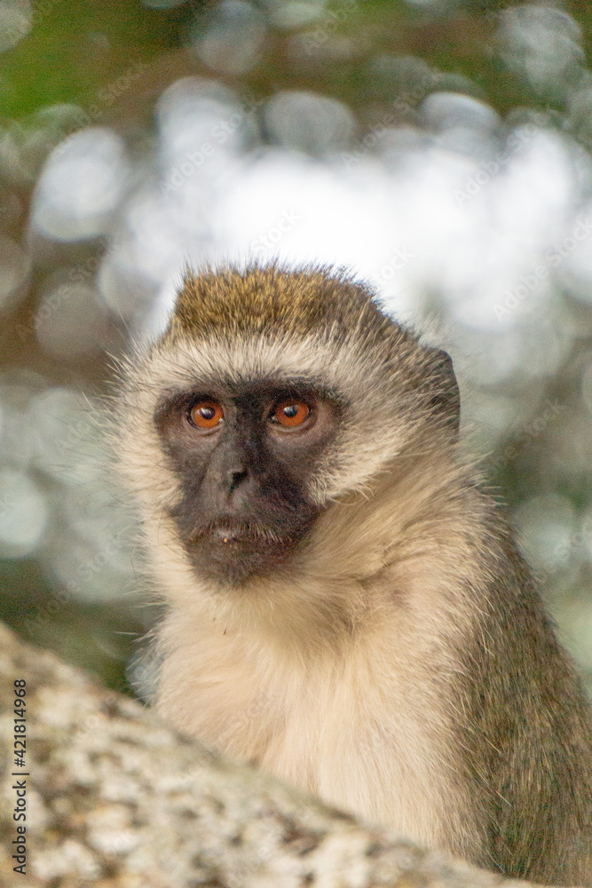 portrait of a long macaque portrait of a long macaque