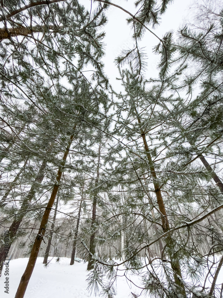 Small fir trees stand in snow-covered park in cloudy weather, the bottom view, a look up, needles of a fir-tree of green color