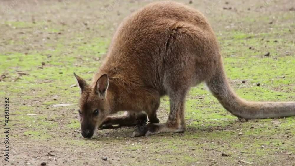 wallaby