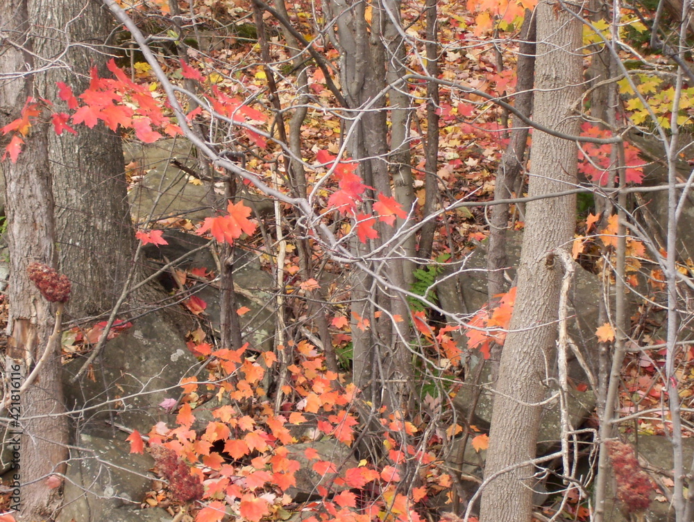 red autumn leaves red autumn leaves