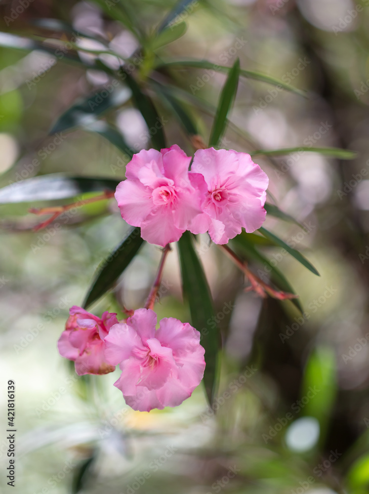 A pink flower in nature