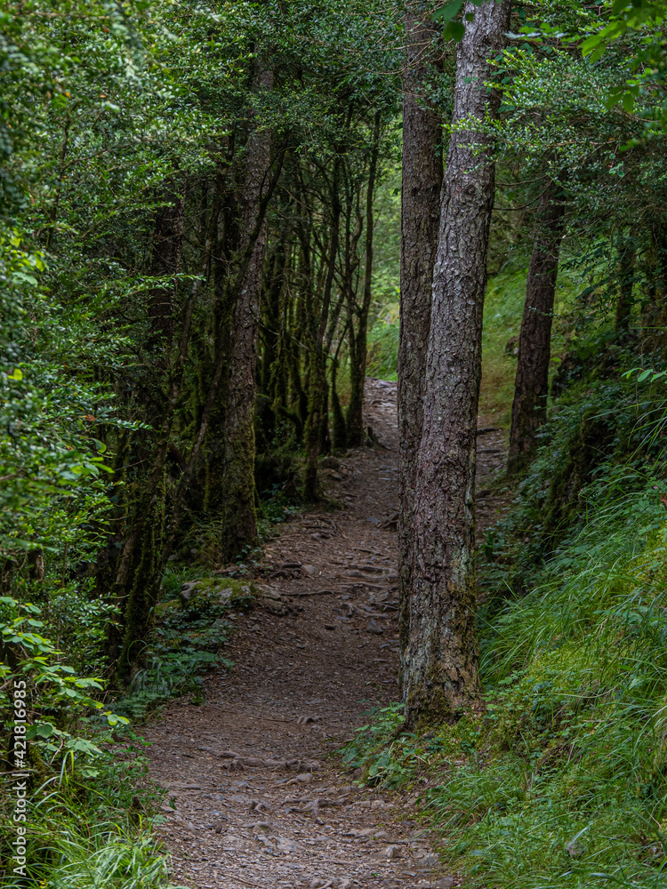 Fototapeta premium dirt path between leafy trees